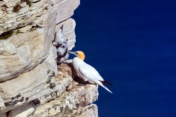 Gannet on the side of the cliff with blue sea