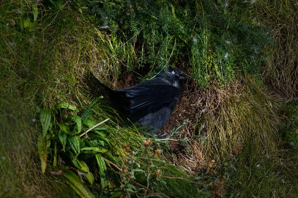 Jackdaw Траве Ищет Место Гнездования — стоковое фото