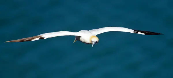 Gannet Voando Frente Câmera Com Fundo Azul Câmera Voltada — Fotografia de Stock