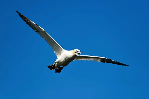 Gannet Voando Frente Câmera Com Fundo Azul Bico Aberto — Fotografia de Stock