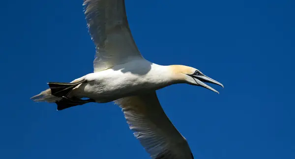 Gannet Voando Frente Câmera Com Fundo Azul Lado Aberto Bico — Fotografia de Stock