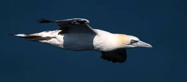 Gannet Voando Lado Câmera — Fotografia de Stock