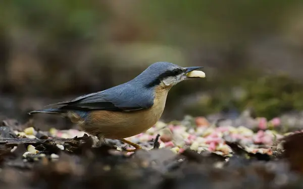 Nuthatch on ground with nut wanting more before taking off