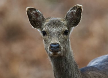 Sika Geyiği kapat Tatlı ve tetikte ol