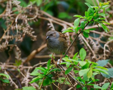 Çalılıklardaki Dunnock keskin detayları anlattı.