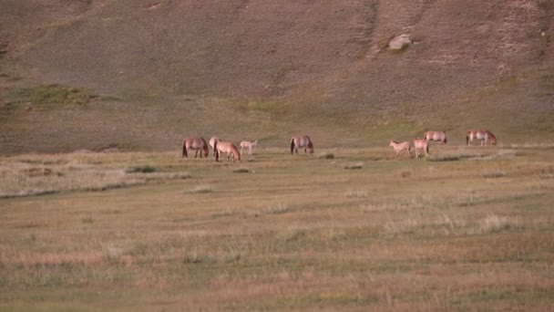 Vilda Hästar Kylning Ett Lågland Ulaanbaatar Mongoliet — Stockvideo