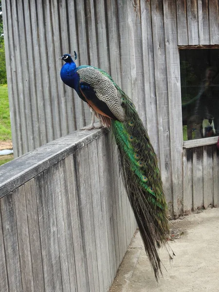 Peacock Zoo Zoo — Stock Photo, Image