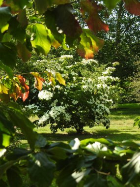 Londra şehrinin parkı.