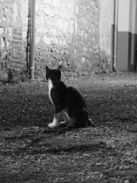 Černá Bílá Fotografie Mladé Kočky — Stock fotografie