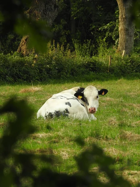 Krávy Zelené Louce — Stock fotografie