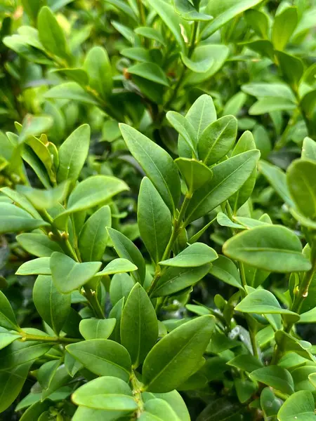 Canlı yeşil boxwood yapraklarının yakın çekim görüntüsü yoğun ve gür bir yaprak dokusu oluşturuyor. Fotoğraf doğal desenleri ve taze yeşillikleri yakalıyor, arka planlar, botanik temalar veya manzara düzenlemeleri için ideal..