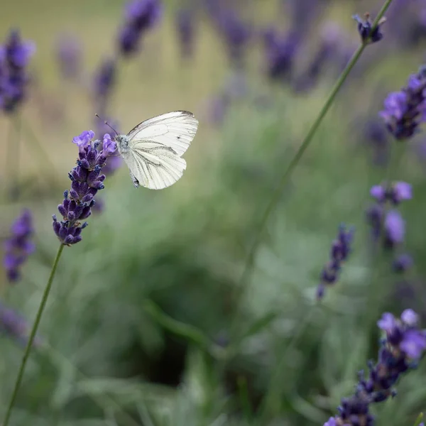 stock image White butterfly on a violet flower of lavender on a wild meadow with natural background. Beautiful blooming flower and herb with insect. Macro in nature. Square.