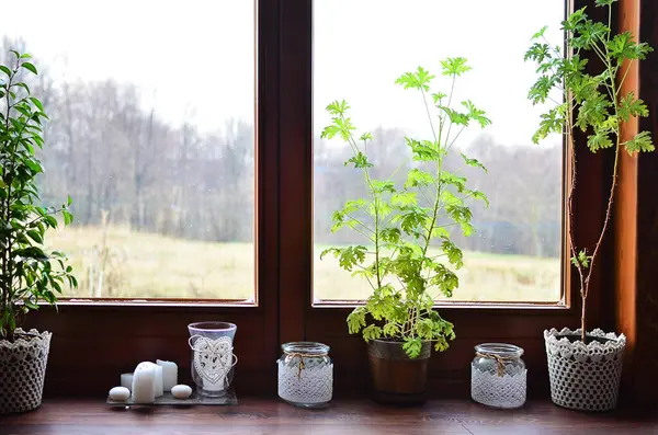 Home plant near the wooden window inside the room. Decoration of cotton in the bottle in interior of house.
