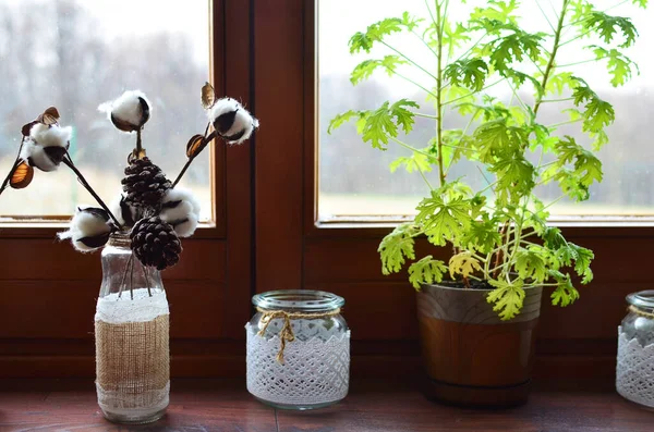 Home plant near the wooden window inside the room. Decoration of cotton in the bottle in interior of house.