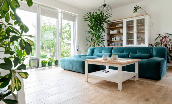Comforatble and modern sofa in living room with wooden floor ,big window and plant. Interior of room at home. Nobody