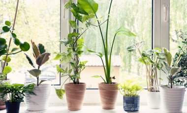 Pencere kenarındaki saksılarda yeşil bitkiler. Pencere kenarı bahçe ve doğal dizaynlı ev dekorasyonu. İç mekan. Bitkili oda.