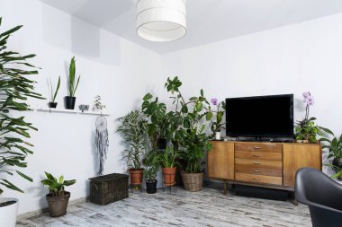 Yeşil bitkileri ve eski moda ahşap bürosu olan modern oturma odası. Televizyonda boş ekran var. Odanın içi rahat. Evinde bahçe var. Model.