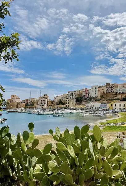 Sicilya 'daki köyün limanı ve mimarisi ile Akdeniz kıyısının manzarası. Yeşil kaktüsü ve gökyüzü olan güzel bir manzara. Castellammare del Golfo.