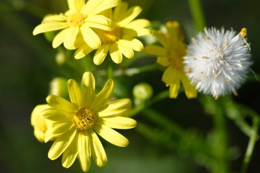 Doğu Groundsel Senecio lucanthemifolia sssp. vernalis