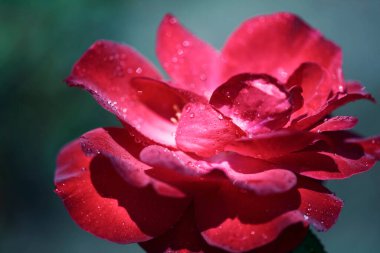 Su damlacıklarıyla kaplı kırmızı gül çiçeğinin yakın çekimi