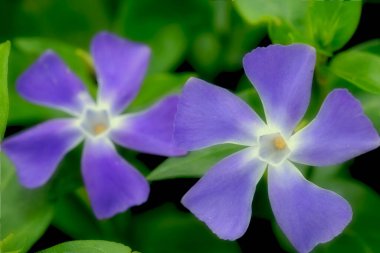 Çiçek açan Periwinkle Vinca ana çiçekleri