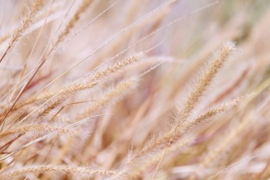 Kuru Tilki Kuyruğu Setaria Viridis 'in kulak ve yapraklarının arka planı