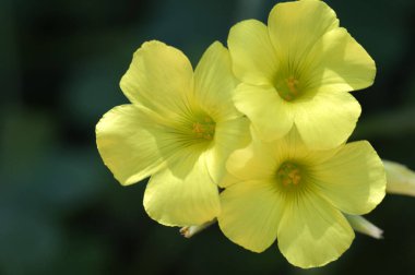 Bermuda düğün çiçeğinin fotoğrafı Oxalis pes caprae çiçekleri