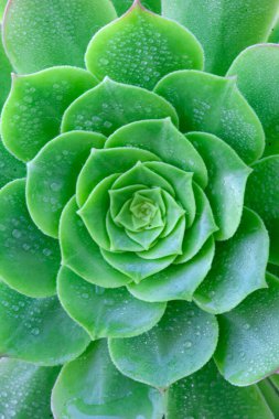 Su damlacıklarıyla kaplı Aeonium (Lotus) kaktüsünün fotoğrafı