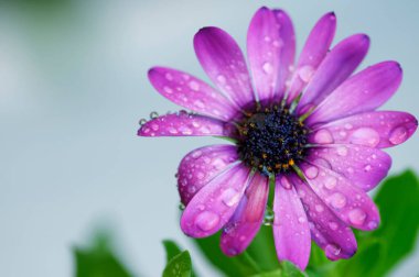 Mor Burun Marguerite Dimorphotheca ecklonis 'in fotoğrafı. Su damlacıklarıyla kaplı.