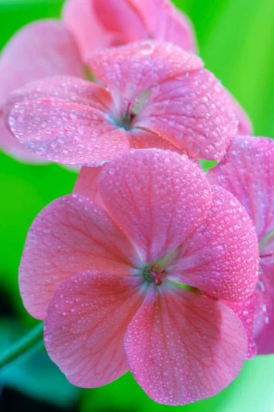 Photo of pink geranium flowers covered in water droplets