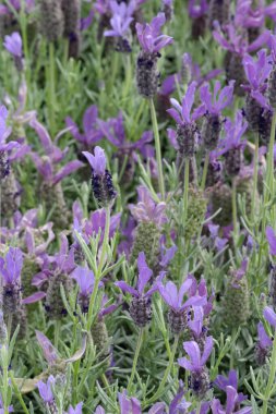Çiçek açan lavanta çiçeklerinin fotoğrafı lavandula stoechas cirit forte Spanish lavanta