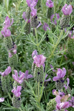 Çiçek açan lavanta çiçeklerinin fotoğrafı lavandula stoechas cirit forte Spanish lavanta