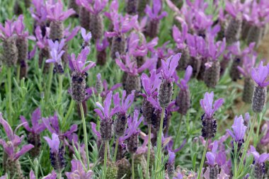 Çiçek açan lavanta çiçeklerinin fotoğrafı lavandula stoechas cirit forte Spanish lavanta