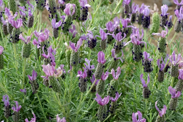 Photo Blooming Lavender Flowers Lavandula Stoechas Javelin Forte Spanish Lavender — Stock Photo, Image