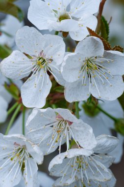 kiraz ağacı çiçek portre
