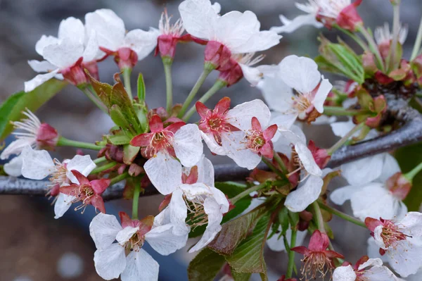 Faller Körsbär Träd Blommor Närbild — Stockfoto