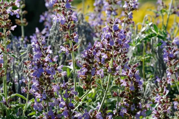 stock image Photo of the common sage salvia officinalis