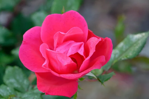 stock image Close-up of a Double Knockout rose flower