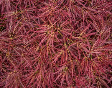 Kırmızı yaprakların arkaplan fotoğrafı, desenli, soyut