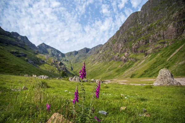 Landschaftsaufnahmen Von Bergen Blumen Fingerhut Tal — Stockfoto