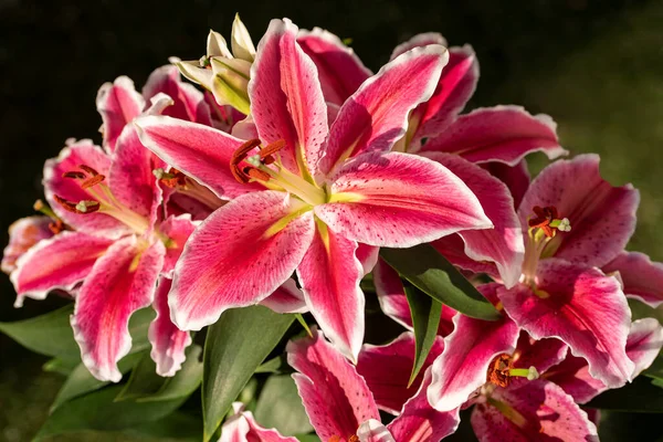 Macro Photography Bouquet Lilies Flowers — Stock Photo, Image