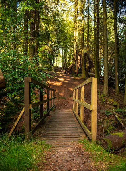 stock image Landscape photography of forest, pathway, bridge