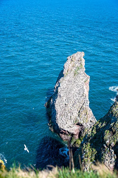 Krajobraz Wybrzeża Morza Północnego Ptak Mewa Gniazdo Spokój Krajobraz Panorama — Zdjęcie stockowe