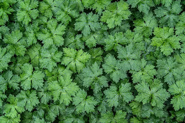 Blankfotos Von Winterharten Bulgarischen Geranien Hintergrund Blatt Pflanze Grün Natur lizenzfreie Stockfotos