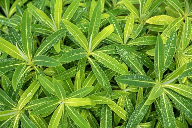 Euphorbia mellifera, yaprak; bitki; damla; ırk; yağmur; yeşil; doğal; bahçe; botanik; bahçecilik; yeşillik;