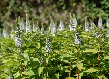 Veronica Longifolia 'nın arka plan fotoğrafı, First Lady, bahçe; çiçek; çiçek; çiçek; çiçek; bitki; parlak; yaz; doğa; çiçek; bahçıvanlık;