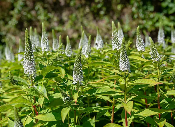 Veronica Longifolia 'nın arka plan fotoğrafı, First Lady, bahçe; çiçek; çiçek; çiçek; çiçek; bitki; parlak; yaz; doğa; çiçek; bahçıvanlık;