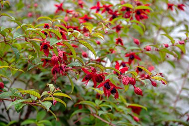 Fuşya, bahçe; çiçek; çiçek; kırmızı, çiçek; bitki; parlak; yaz; doğa; çiçek; bahçecilik; çiçek açmak;