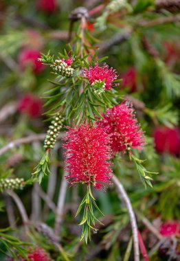 Crimson şişe fırçası, Callistemon citrinus, bahçe, çalı, çiçek; çiçek; kırmızı; çiçek; bahçe; çiçek; çiçek; bitki; parlak;