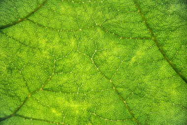 Gunnera manikür yaprağı, dev ravent, makro; bitki; yeşil; doğal; doğa; bahçe; botanik; bahçecilik; yeşillik;